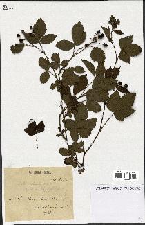 spécimen de Rubus plicatus