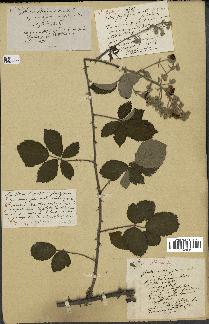 spécimen de Rubus propinquus