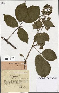 spécimen de Rubus pyramidalis