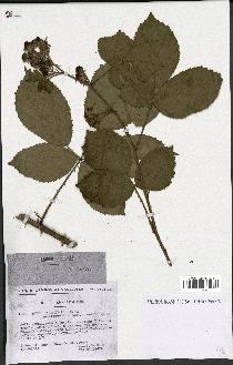 spécimen de Rubus pyramidalis