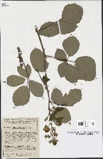 spécimen de Rubus gilloti