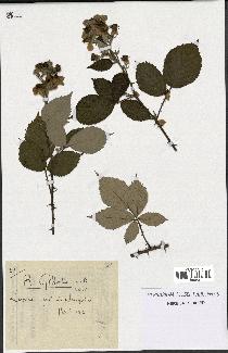 spécimen de Rubus gilloti