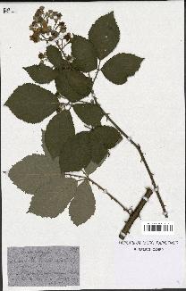 spécimen de Rubus goniophylloides