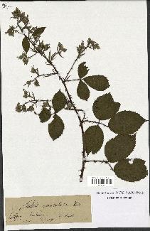 spécimen de Rubus geniculatus