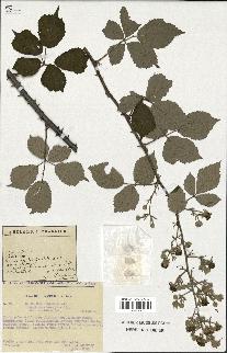 spécimen de Rubus ulmifolius