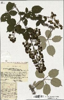 spécimen de Rubus ulmifolius