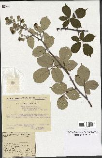 spécimen de Rubus ulmifolius