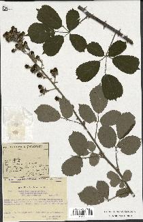 spécimen de Rubus ulmifolius