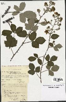 spécimen de Rubus ulmifolius