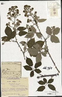 spécimen de Rubus ulmifolius