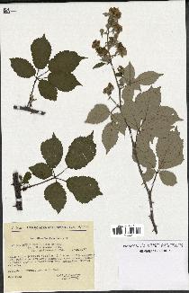 spécimen de Rubus ulmifolius