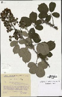 spécimen de Rubus ulmifolius