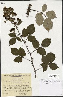 spécimen de Rubus ulmifolius