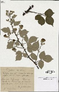 spécimen de Rubus ulmifolius