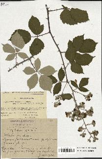 spécimen de Rubus ulmifolius