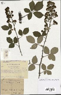 spécimen de Rubus ulmifolius