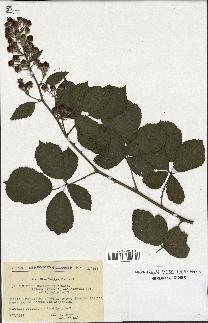 spécimen de Rubus ulmifolius