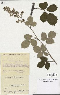 spécimen de Rubus ulmifolius