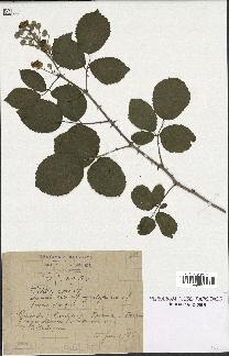 spécimen de Rubus ulmifolius