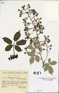 spécimen de Rubus ulmifolius