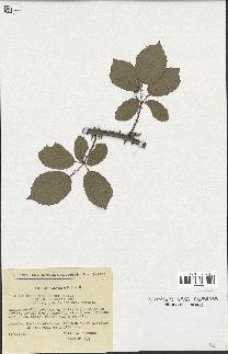 spécimen de Rubus ulmifolius