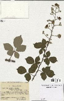 spécimen de Rubus ulmifolius