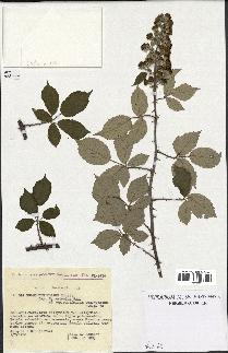 spécimen de Rubus ulmifolius