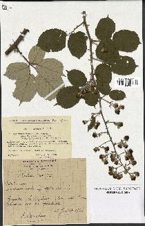spécimen de Rubus ulmifolius