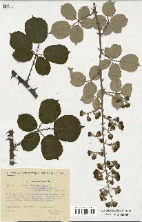 spécimen de Rubus ulmifolius