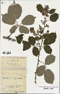 spécimen de Rubus ulmifolius