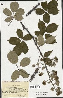 spécimen de Rubus ulmifolius