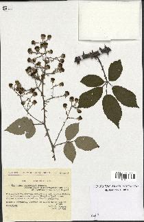 spécimen de Rubus ulmifolius