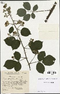 spécimen de Rubus cuspidifer