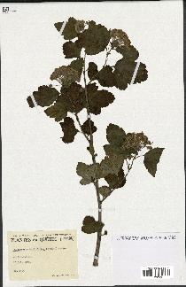 spécimen de Physocarpus opulifolius