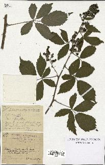 spécimen de Rubus candicans