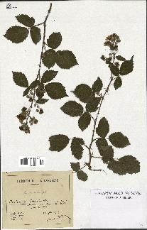 spécimen de Rubus candicans