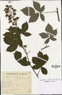 spécimen de Rubus candicans