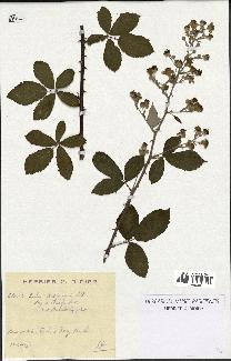 spécimen de Rubus arduennensis