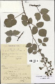 spécimen de Rubus bifrons