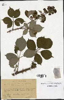 spécimen de Rubus godronii