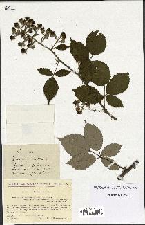 spécimen de Rubus godronii