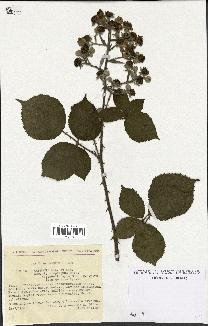 spécimen de Rubus godronii