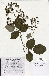 spécimen de Rubus godronii