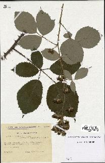 spécimen de Rubus gilloti