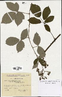 spécimen de Rubus thyrsoideus