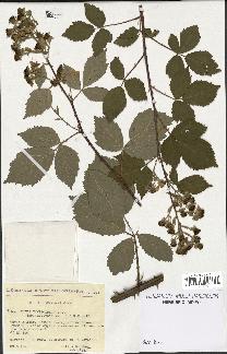 spécimen de Rubus thyrsoideus