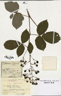 spécimen de Rubus thyrsoideus