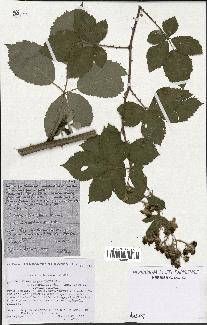 spécimen de Rubus thyrsoideus