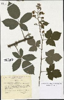 spécimen de Rubus thyrsoideus