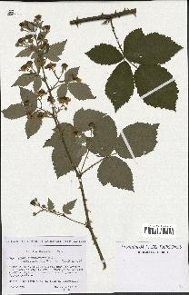 spécimen de Rubus thyrsoideus